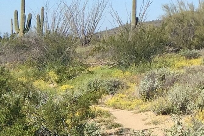 1-2 Hour Sonoran Desert Private Guided Hiking Tour - Key points to know before booking