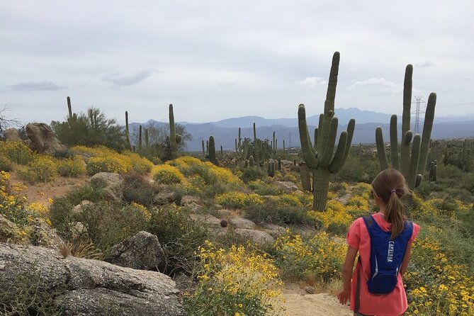 1-2 Hour Sonoran Desert Private Guided Hiking Tour - A slower look at the Sonoran Desert