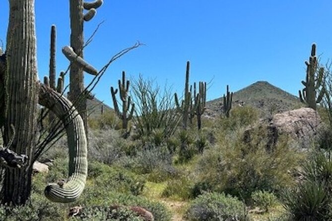 1-2 Hour Sonoran Desert Private Guided Hiking Tour - Why the private format matters