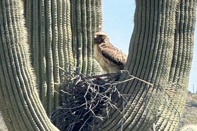 1-2 Hour Sonoran Desert Private Guided Hiking Tour - Timing, weather, and what to bring