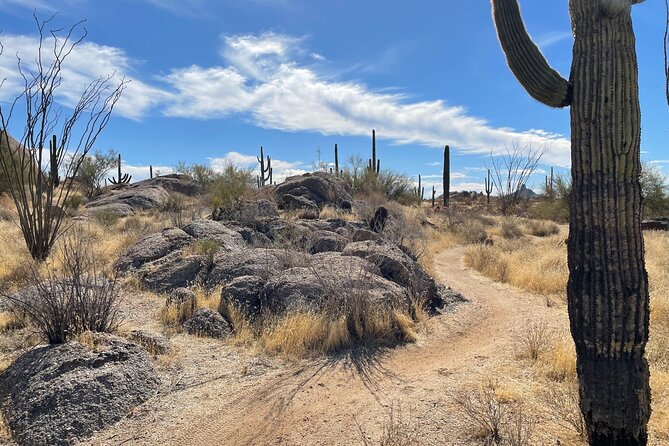 1-2 Hour Sonoran Desert Private Guided Hiking Tour - Creek paths, petroglyphs, and changing route options