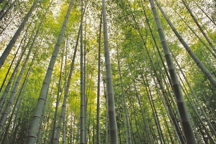 1-Day Tour from Nagoya: Hiking the Historic Nakasendo Trail - Magome-juku: shops, snacks, and a final view
