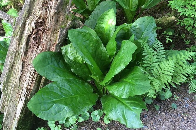 2 Hour Alaska Rainforest Walk and Totem Park Small Group Tour - What you learn from a local guide