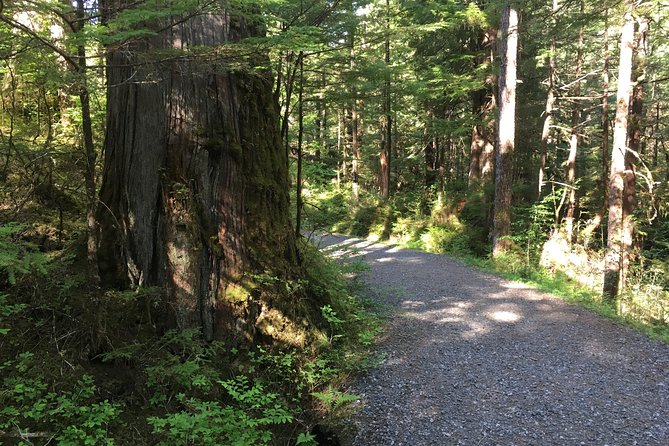 2 Hour Alaska Rainforest Walk and Totem Park Small Group Tour - Is the walk suitable for you?