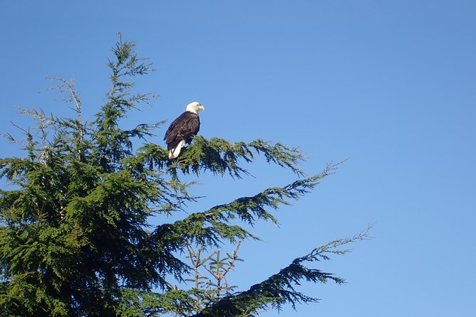 2 Hour Alaska Rainforest Walk and Totem Park Small Group Tour - How the two hours are best used