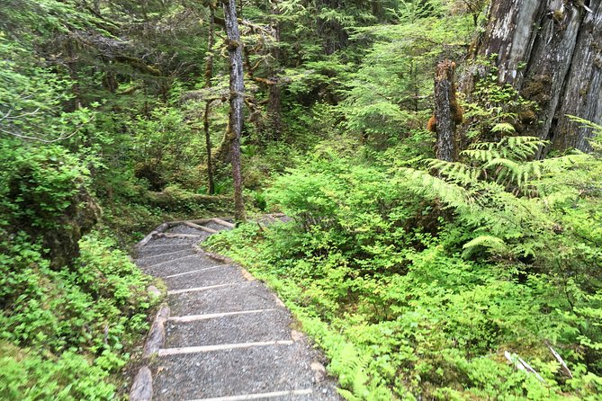 3 Hour Rainforest Walk & Totem Park Wild Wolf Tours - A forest walk with a waterfall at the center