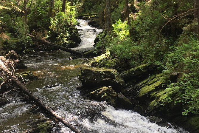 3 Hour Rainforest Walk & Totem Park Wild Wolf Tours - Who will enjoy this Ketchikan excursion?