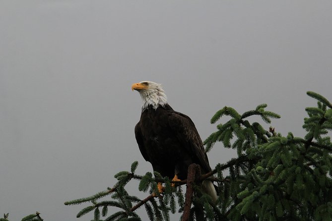 3 Hour Rainforest Walk & Totem Park Wild Wolf Tours - Why the wet weather can improve the walk