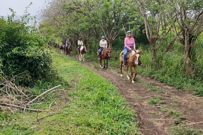 3 Hours Horseback Riding from Nature Trails to Sofa Stone - What happens at the stable