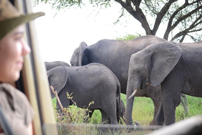 4 days Best experience Kilimanjaro Hike, Serengeti &Ngorongoro - A four-day route with a lot packed in