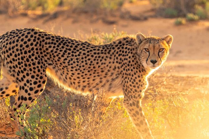 4 days Best experience Kilimanjaro Hike, Serengeti &Ngorongoro - Day two: the long road to Serengeti Seronera