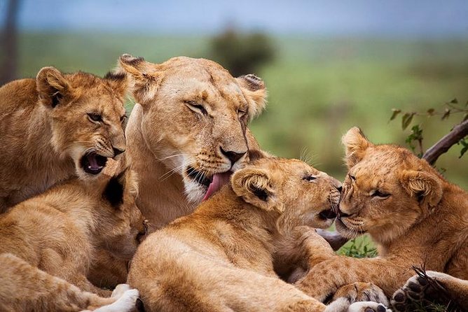 4 days Best experience Kilimanjaro Hike, Serengeti &Ngorongoro - Day three: Serengeti wildlife and the Ngorongoro rim