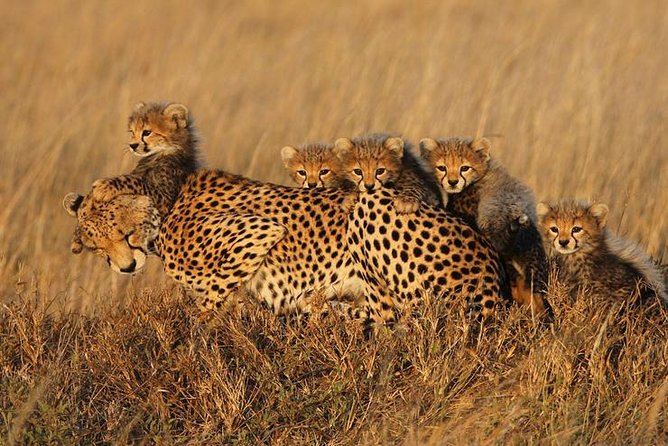 4 days Best experience Kilimanjaro Hike, Serengeti &Ngorongoro - The guides can shape the whole safari