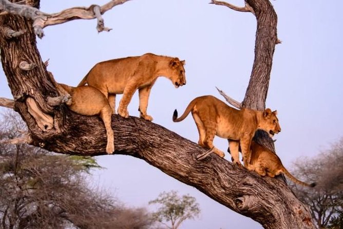 4 days Best experience Kilimanjaro Hike, Serengeti &Ngorongoro - What the price and inclusions really mean