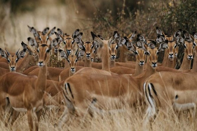 4 days Best experience Kilimanjaro Hike, Serengeti &Ngorongoro - Who will enjoy this route most