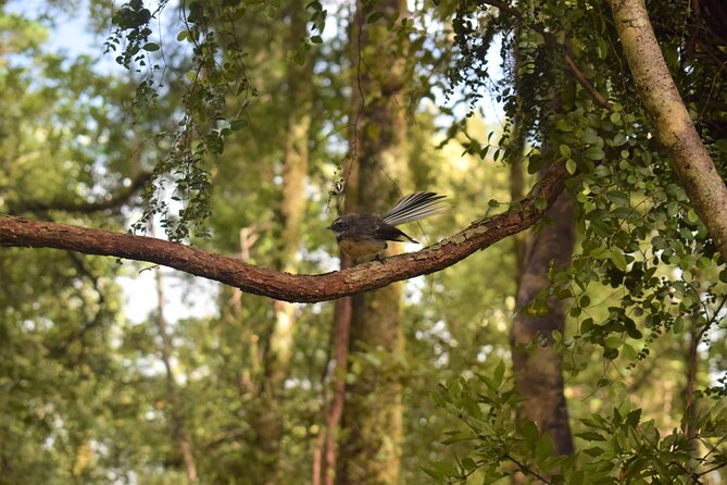 4-hour Lake Mapourika Kayak and Hike adventure, with Okarito Kiwi Sanctuary - The guides shape the day
