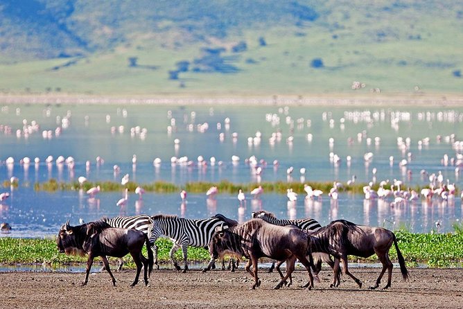 6 Days Serengeti Safari(hiking waterfalls &coffee tour) - Days 2 and 3: Why two Serengeti days matter