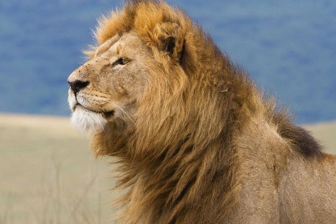 6 Days Serengeti Safari(hiking waterfalls &coffee tour) - Day 5: Lake Manyara’s birds, hippos, and possible tree-climbing lions