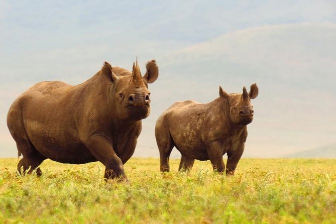 6 Days Serengeti Safari(hiking waterfalls &coffee tour) - Camping, food, and the working rhythm of the trip