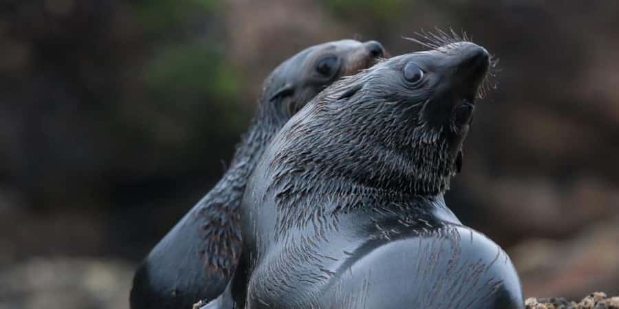 Abel Tasman National Park: Cruise, Kayak, & Hike Tour - Anchorage offers a chance to swim