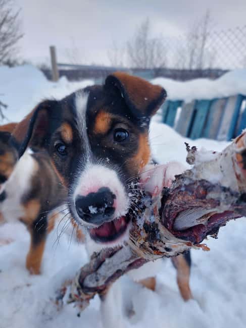 Abisko: Northern Lights Hike with Husky Puppies - Who will enjoy this most?