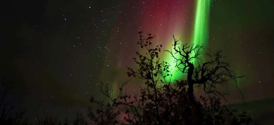 Abisko: Northern Lights Hike with Husky Puppies - My call: book it for the whole evening