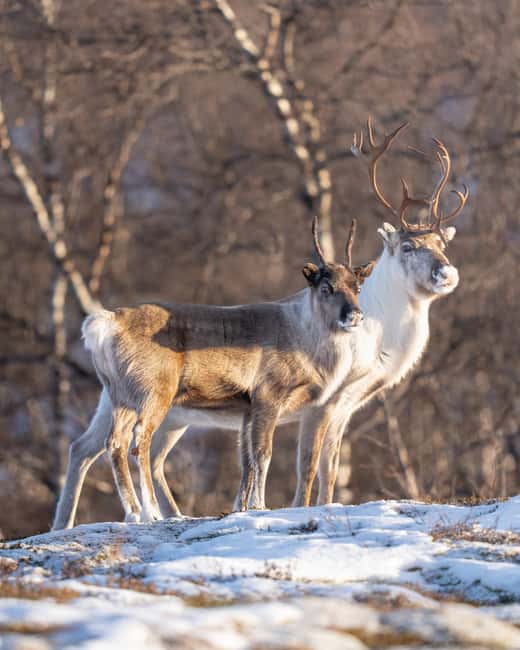 Abisko: Photo Hike with Professional Photographer - What Jeff and Lina add to the walk