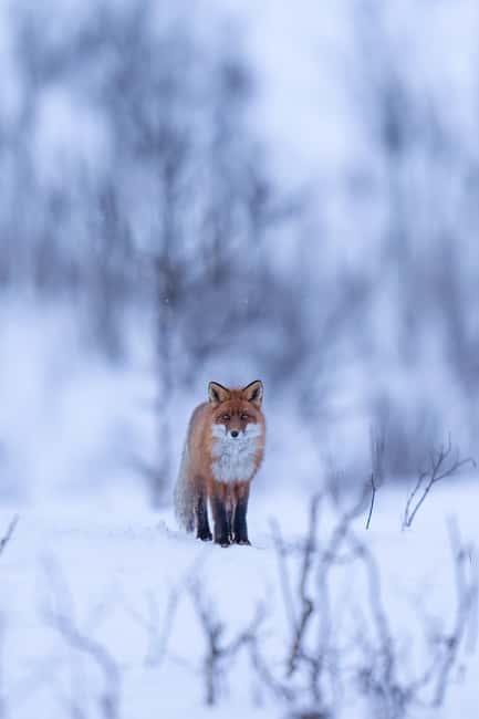 Abisko: Photo Hike with Professional Photographer - Snowshoes and winter clothing