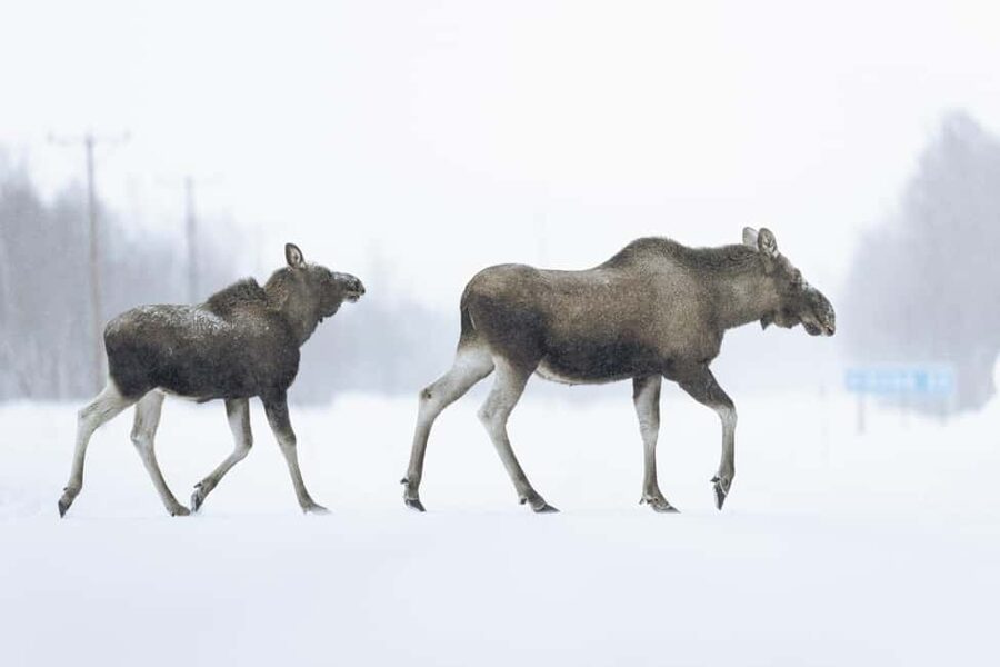 Abisko: Photo Hike with Professional Photographer - Starting from an Abisko hotel