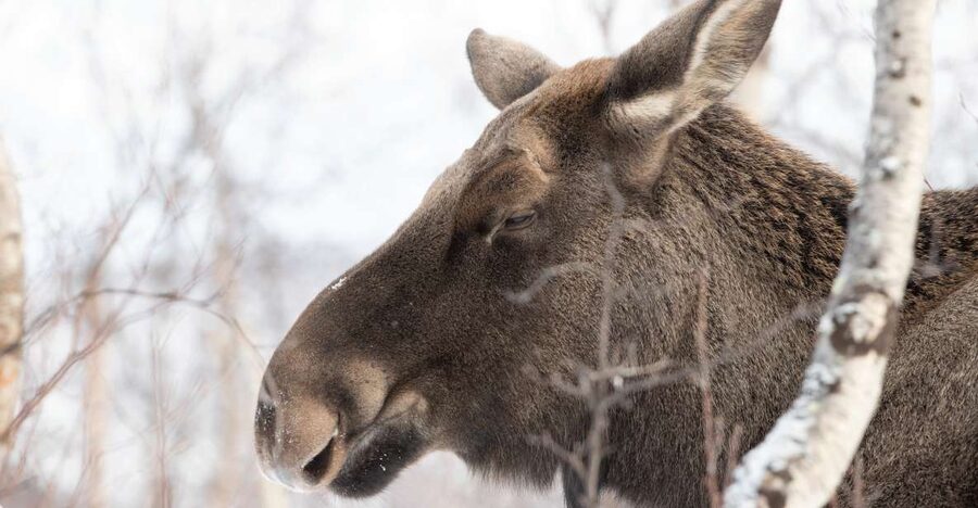 Abisko: Wilderness Snowshoe Hike - How challenging is the two-hour walk?