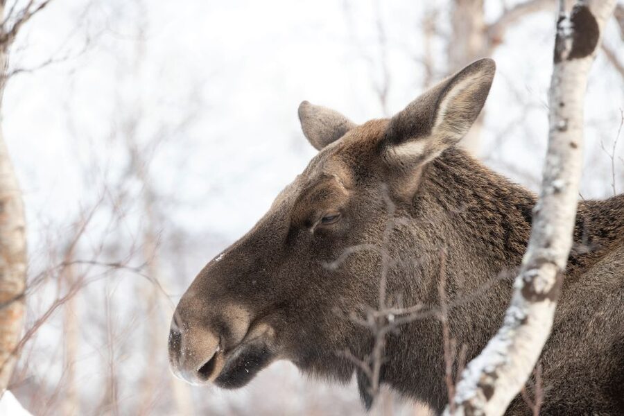 Abisko: Wilderness Snowshoe Hike - Starting at the red-and-white building in Abisko Östra