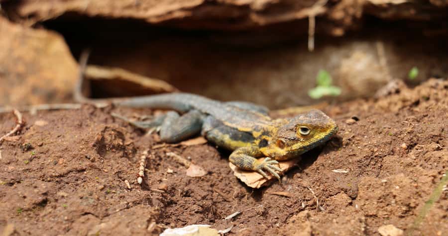 Adelaide: Morialta Wilderness and Wildlife Hike - Who will enjoy this walk most