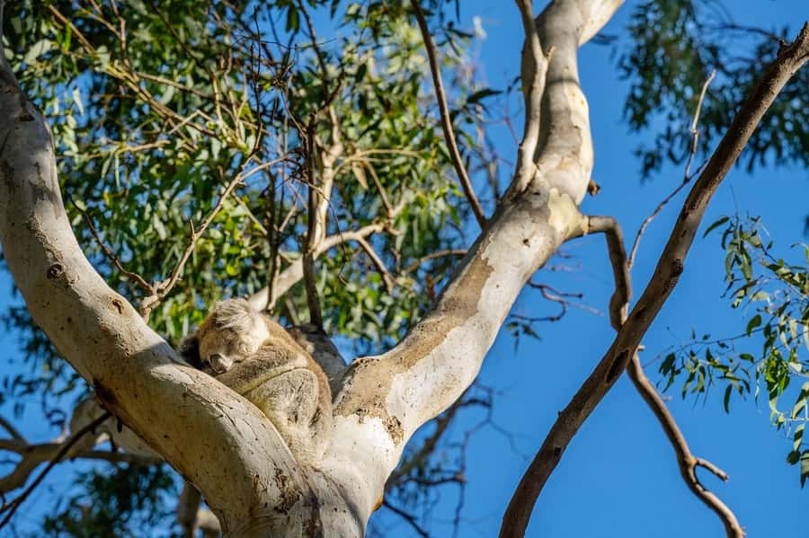Adelaide: Morialta Wilderness and Wildlife Hike - Following the trails through cliffs and gorges