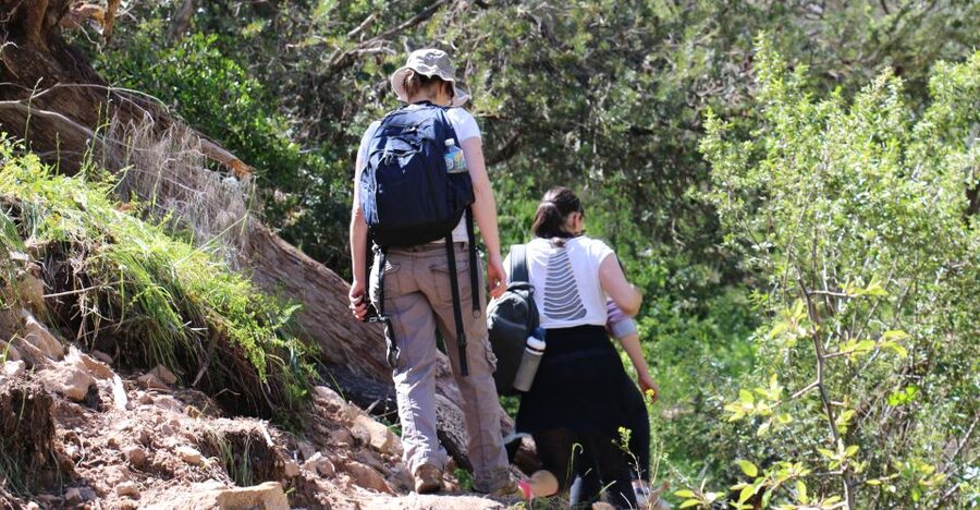 Adelaide: Morialta Wilderness and Wildlife Hike - Watching for koalas in the gumtrees