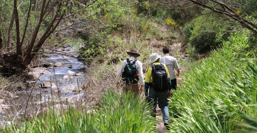 Adelaide: Morialta Wilderness and Wildlife Hike - Using binoculars to find Morialta’s birds