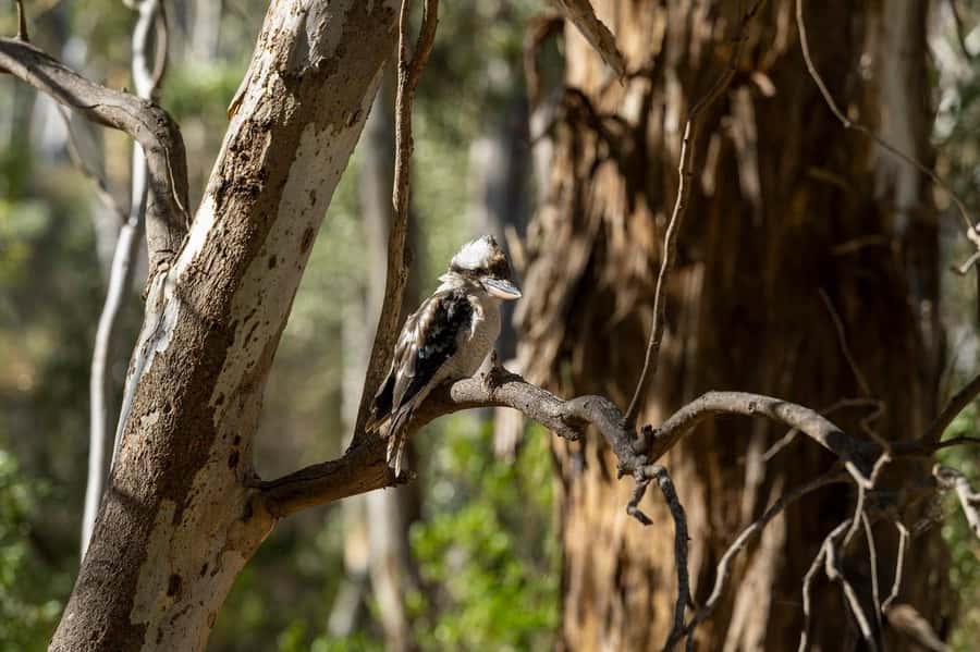 Adelaide: Morialta Wilderness and Wildlife Hike - The fitness level and practical limits