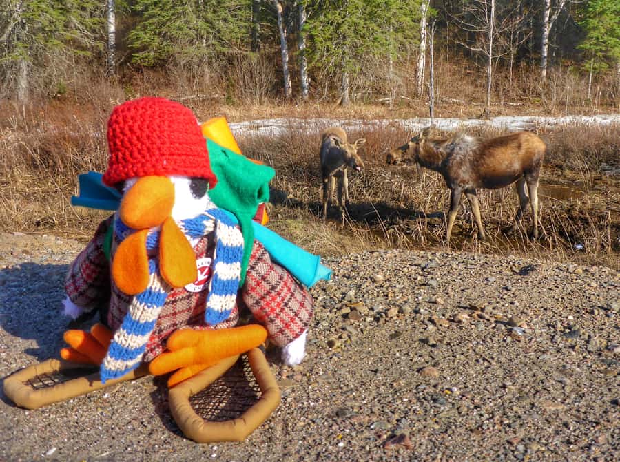 Algonquin Park Hiking: Adventure Tour from Toronto - Why Algonquin makes a worthwhile day trip