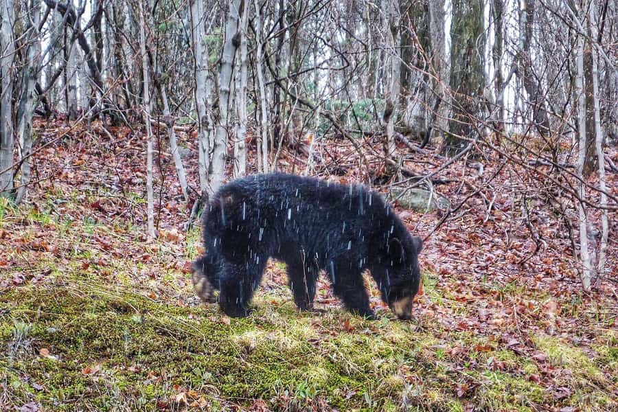 Algonquin Park Hiking: Adventure Tour from Toronto - What the guide adds to the day