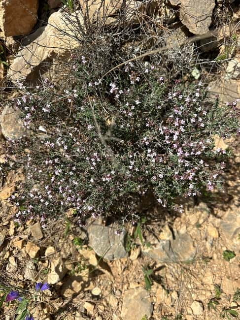 Alicante, Torrevieja Hiking Tour with Snacks - What Marina and Jonathan add to the walk