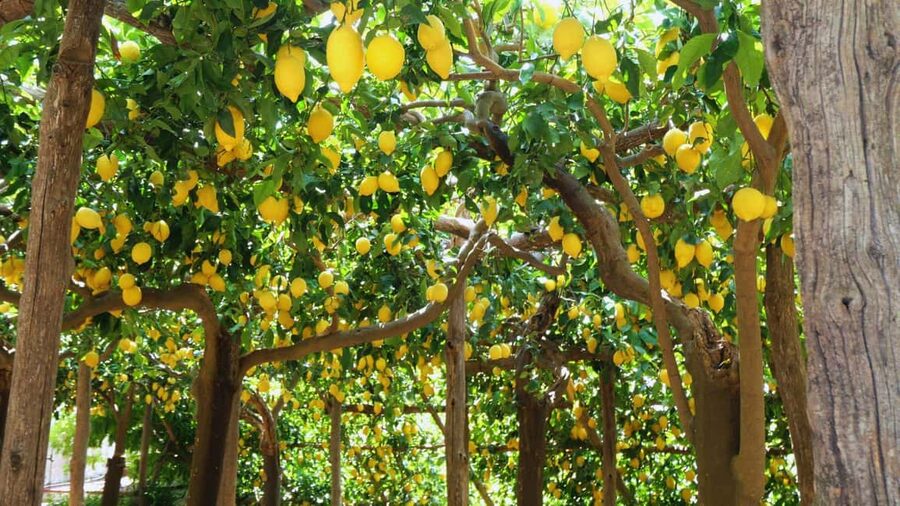 Amalfi Coast: Hike Along the Path of the Lemons - Key points at a glance