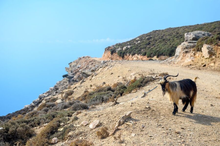 Amorgos: Guided Hike of the Panagia Hozoviotissa Monastery - Starting above Aegiali and following the old route