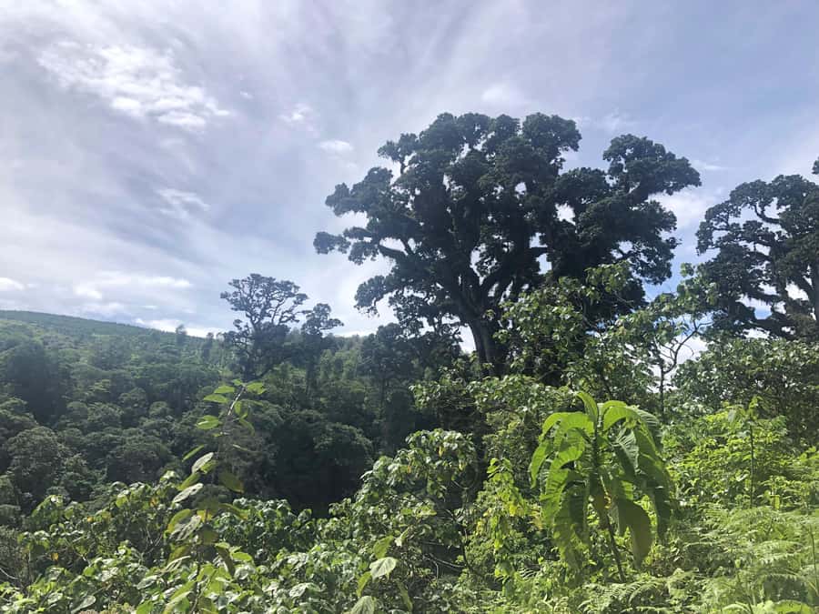 Arusha: Napuru Waterfalls Guided Hike - Should you book Napuru Waterfalls?
