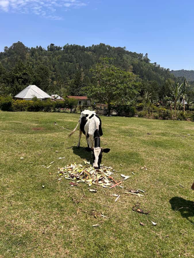 Arusha: Napuru Waterfalls Guided Hike - From your Arusha hotel to the foothills