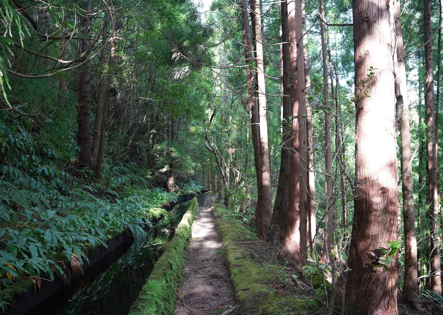 Azores: São Miguel and Lagoa do Fogo Hiking Trip - The climb through pasture and forest