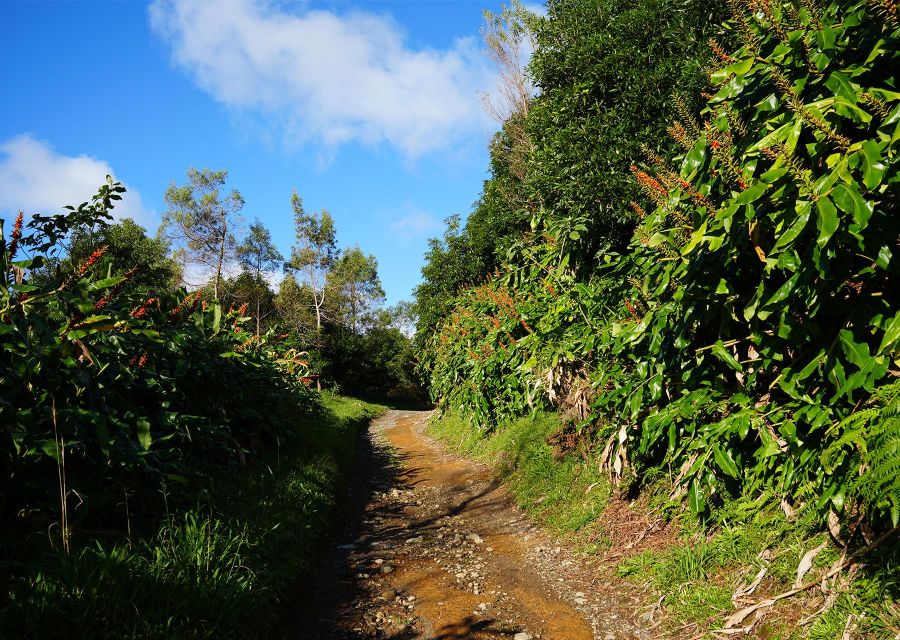 Azores: São Miguel and Lagoa do Fogo Hiking Trip - What the guides add