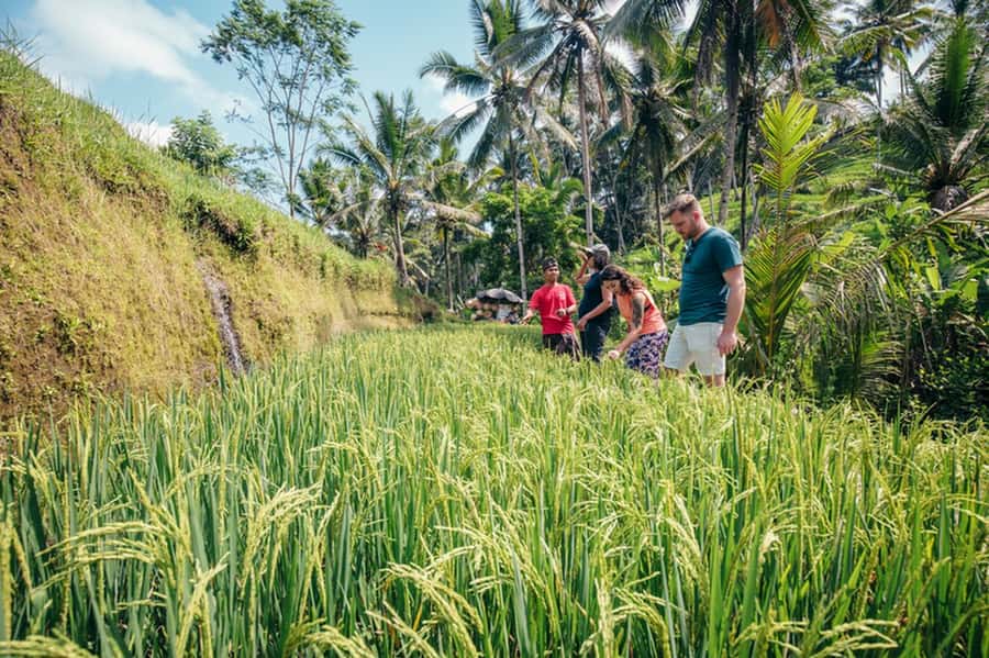 Bali: Rice Terraces Guided Hiking Experience - A small agricultural temple most tours skip
