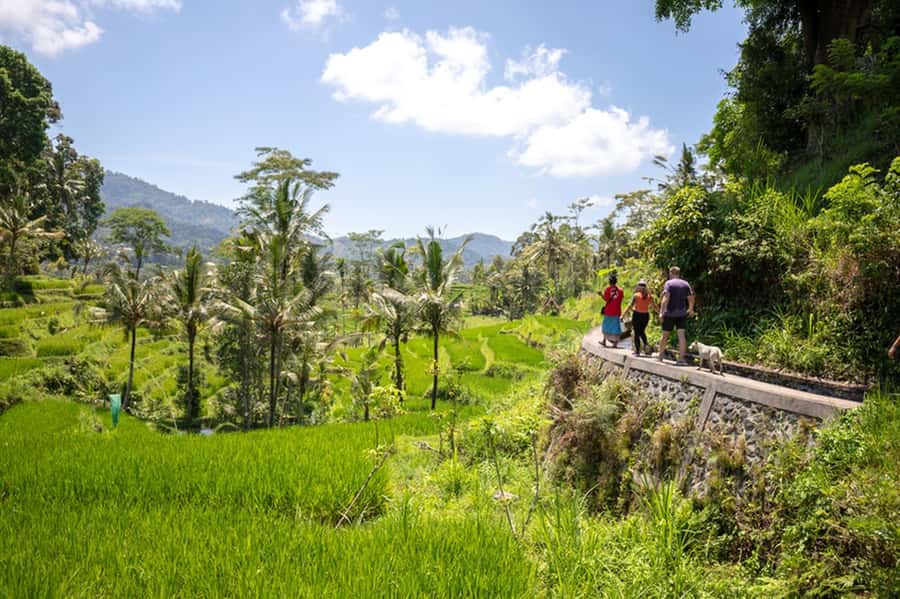 Bali: Rice Terraces Guided Hiking Experience - Shared or private: which option fits you?