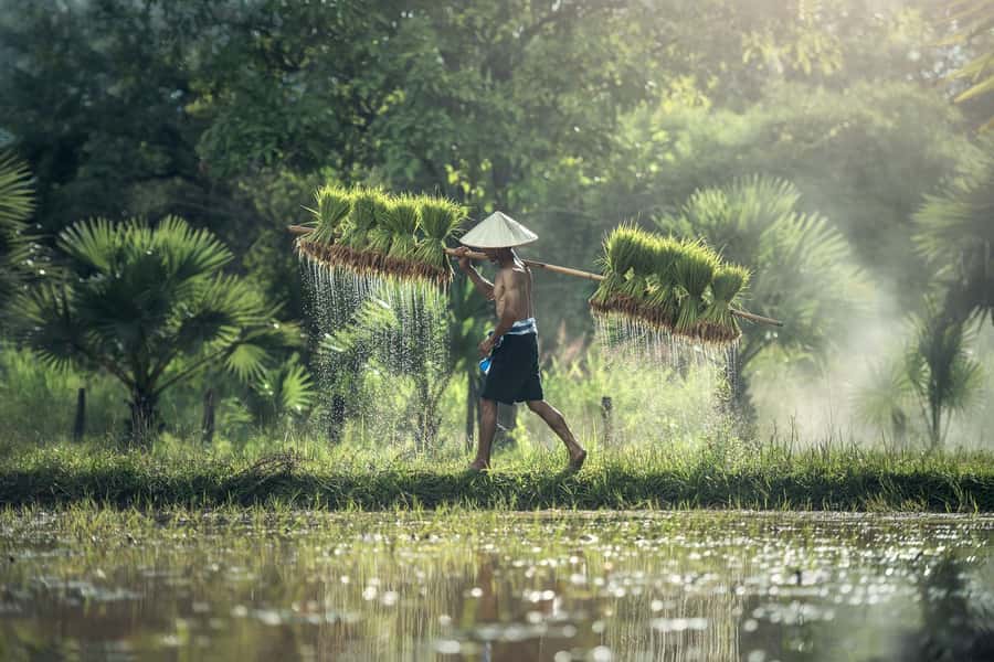 Bali: Rice Terraces Guided Hiking Experience - Meeting at Starbucks Kerobokan