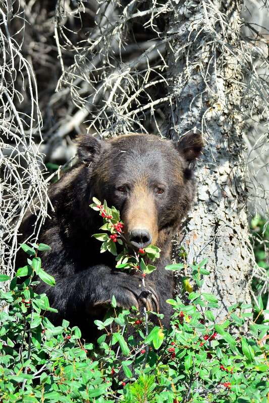 Banff: Guided Nature Walk with Bear Country Safety Tips - Key points to know before you book