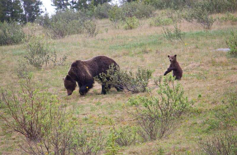 Banff: Guided Nature Walk with Bear Country Safety Tips - What happens during the two-hour walk